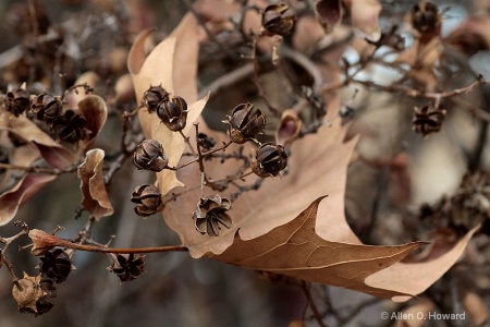 Captured Leaf