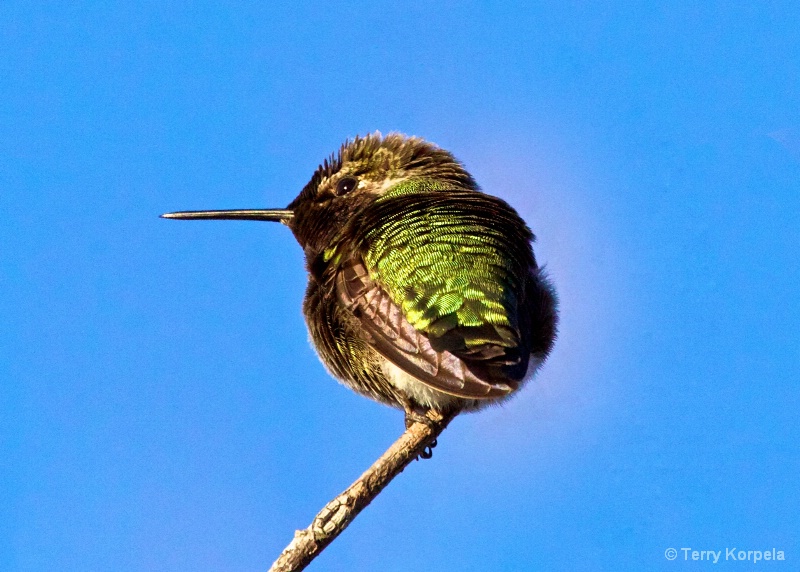 Anna's Hummingbird - ID: 11333963 © Terry Korpela