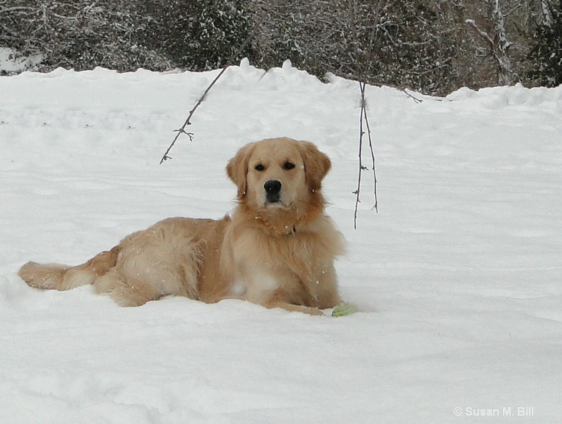 Snow Golden