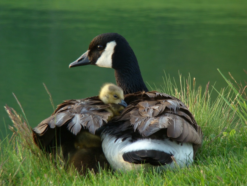 New Goose Family