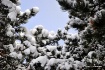 Snow Puffs..........