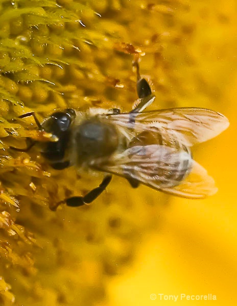 LOVES SUNFLOWERS - ID: 11336235 © Tony Pecorella