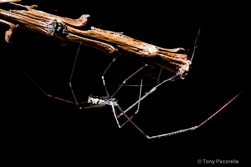 DADDY LONG LEGS - ID: 11336266 © Tony Pecorella