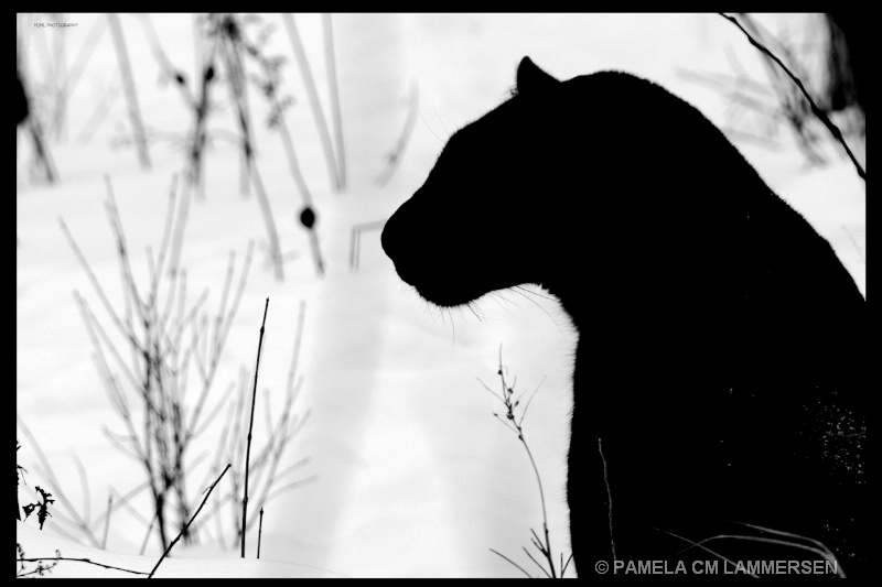 'SHAZAM' the black panther. - ID: 11336497 © Pamela C.M Lammersen