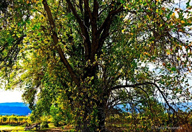 TREE IN VINES - ID: 11336802 © Tony Pecorella