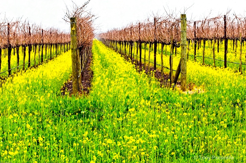 DEEP IN THE VINES AND MUSTARD