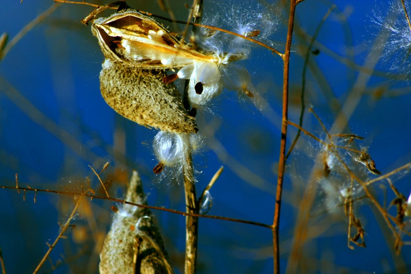 Cottonweed along Centennial Lake