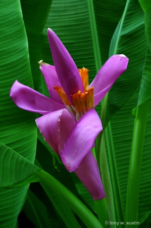 Purple Plantation Flower