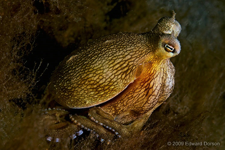 Octopus_4 - ID: 11341481 © Edward Dorson