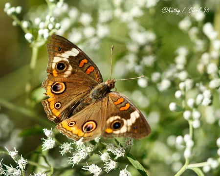 Beautious Buckeye