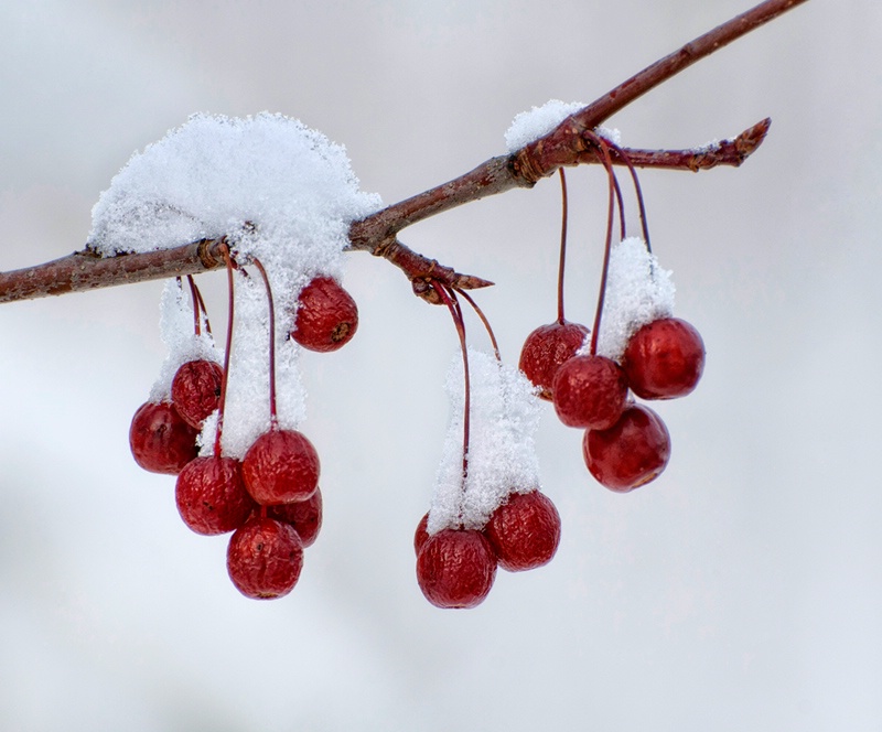 Snow Capped