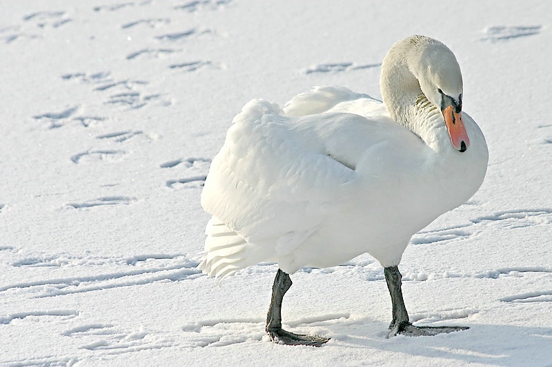 White on White