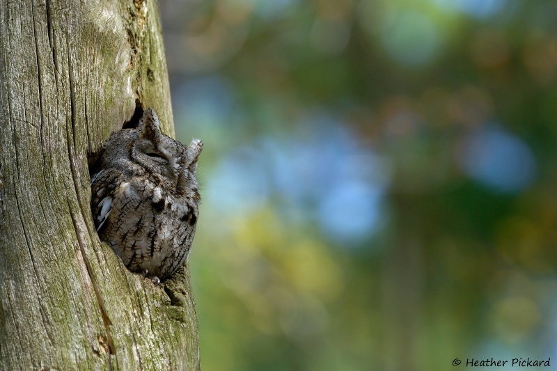  Sleepy Screech Owl