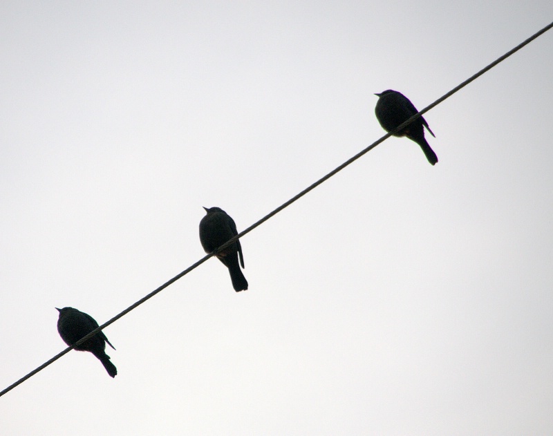 three birds resting - ID: 11341905 © cari martin