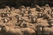 sheep 1