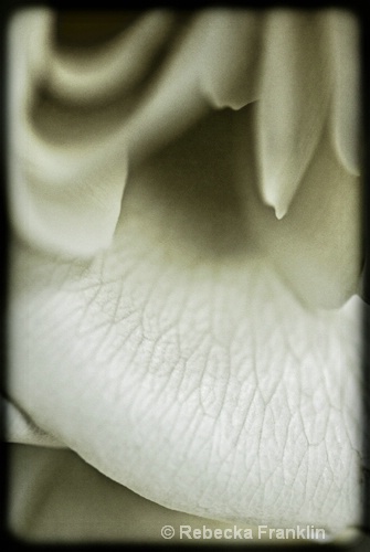 One of 52 White Roses