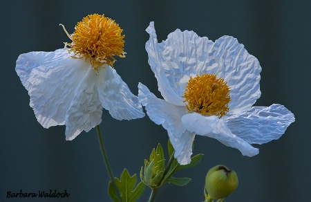 Tree Poppy