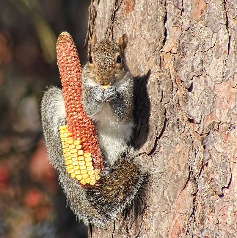 Squirrel on Corn Feeder