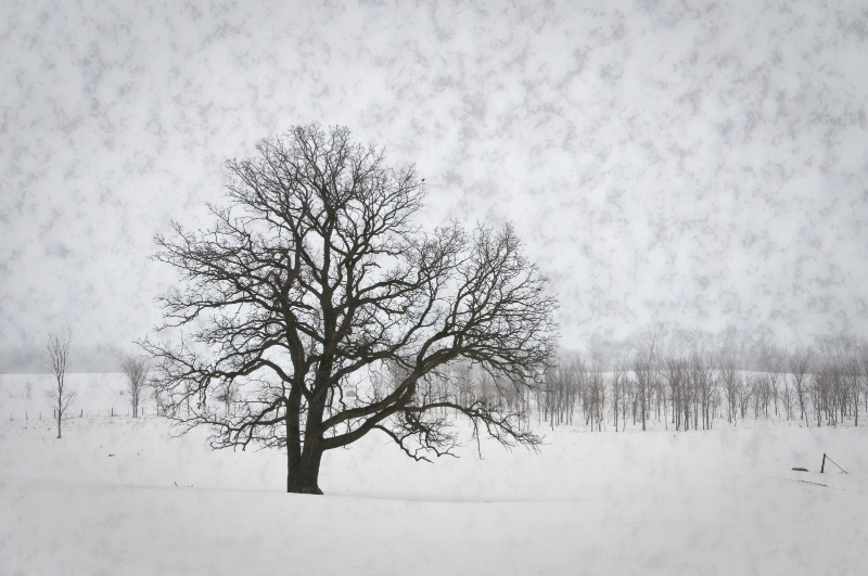 Oak tree on a foggy winter day