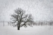 Oak tree on a fog...