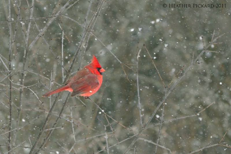 January's Cardinal