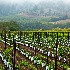 © Tony Pecorella PhotoID # 11345608: YOUNG VINES IN FOG
