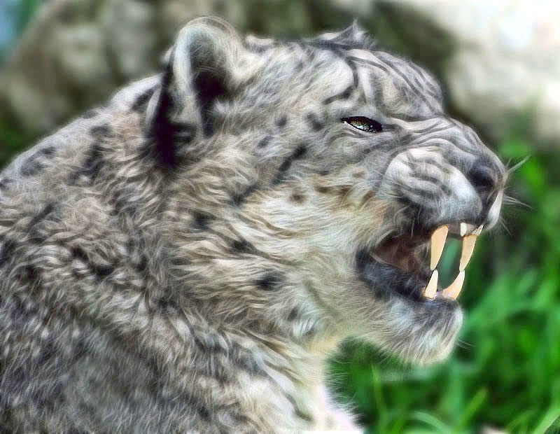 The Snarl - ID: 11346004 © Kathy Salerni