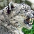 2The Snarl - ID: 11346004 © Kathy Salerni