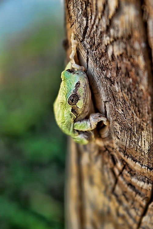 Tree Frog