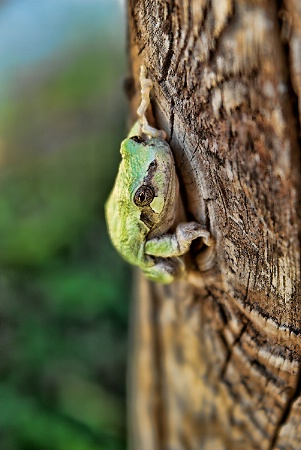 Tree Frog