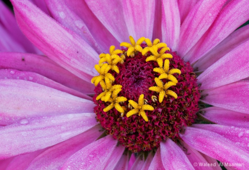 A zinnia