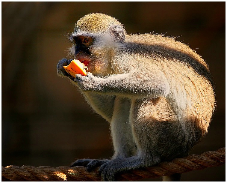 A hungry monkey