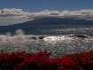 Maui 5D - Flowers...