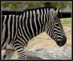 Zebra lines