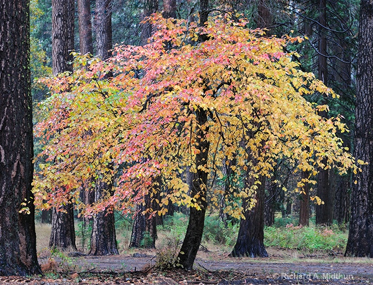 Autumn Leaves on a Rainy Day