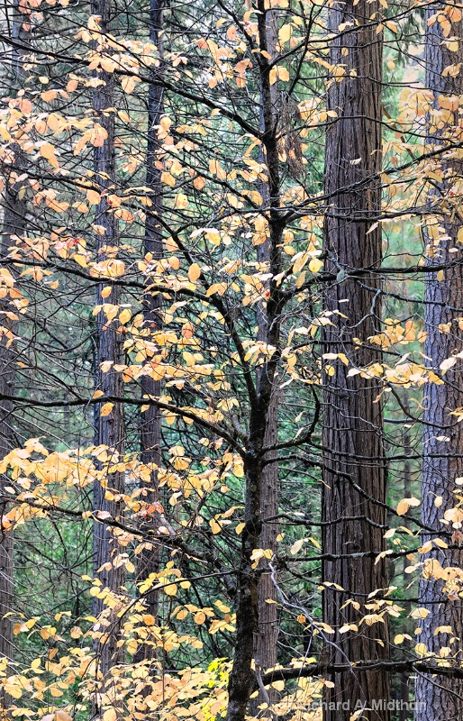 Autumn Leaves, Yosemite