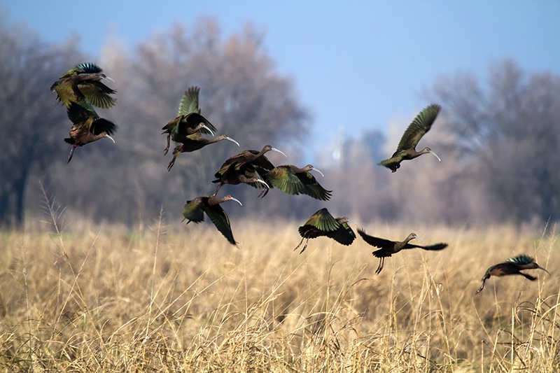 Ibis In Flight