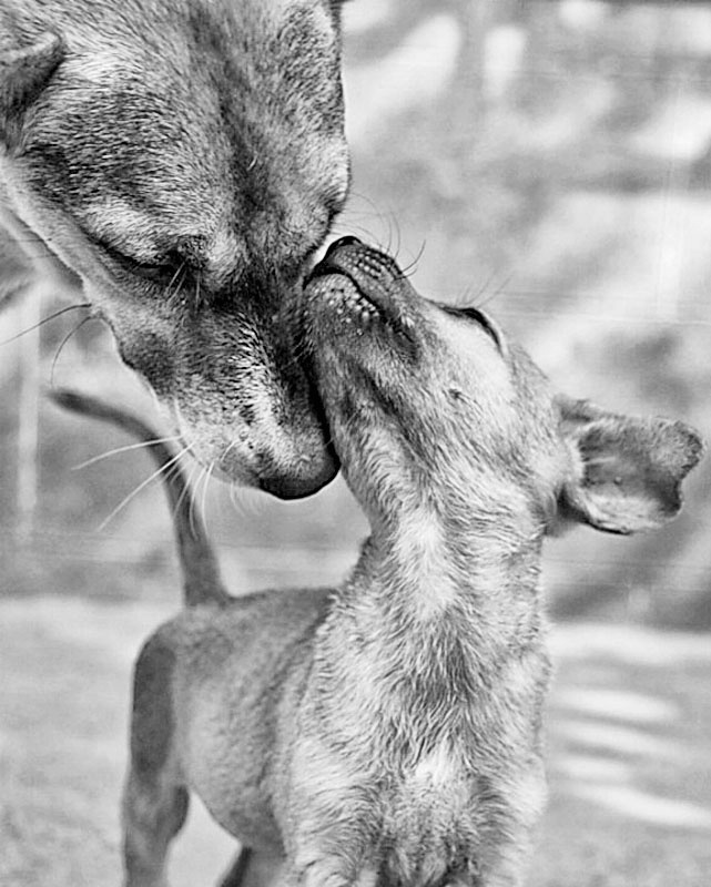 Tenderness