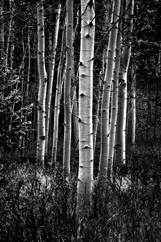 Aspen trees, B&W