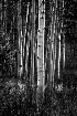 Aspen trees, B&W