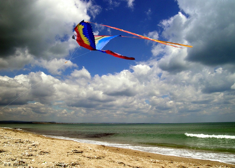 Kite on Beach