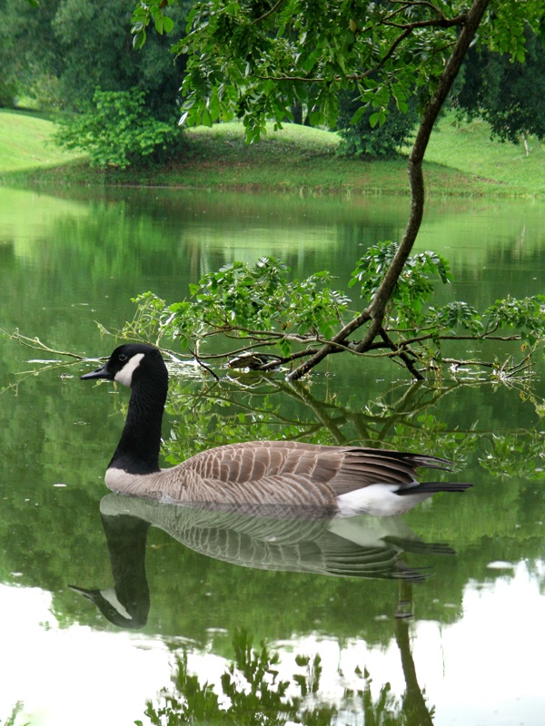 Water Goose