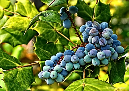 Leather Leaf Mahonia Berries 2