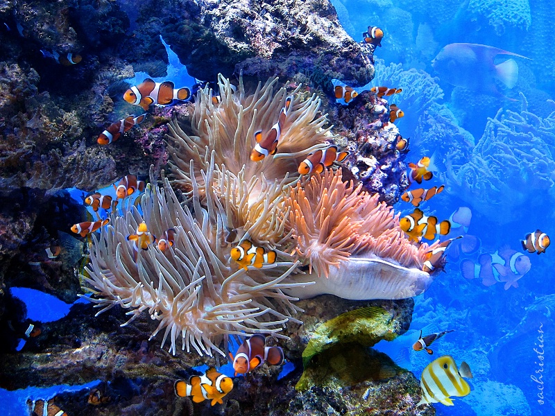 Clownfish Refuge