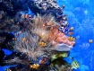 Clownfish Refuge
