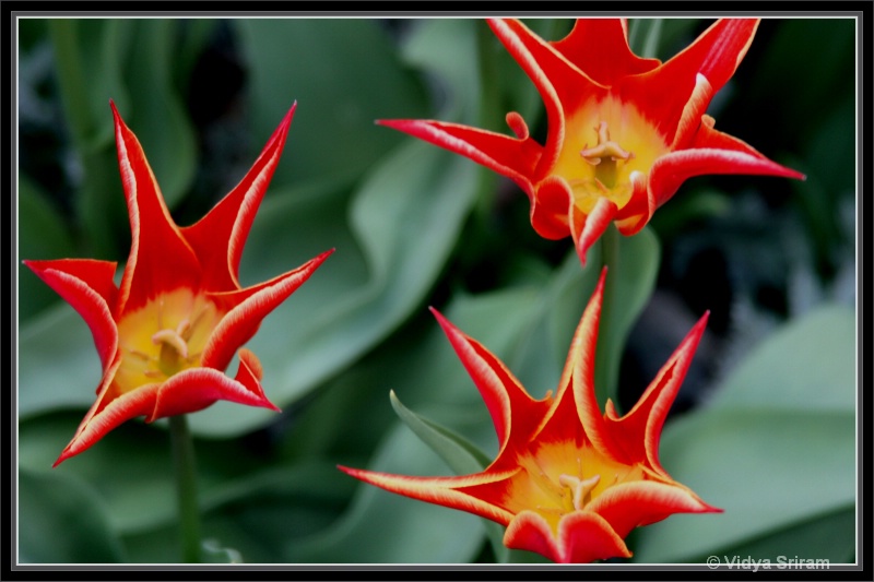 Triplets in bloom.