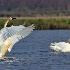 © Leslie J. Morris PhotoID # 11351868: Tundra Swans