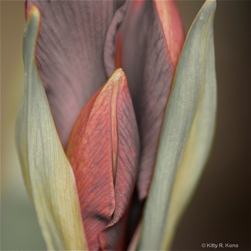 Amaryllis Blossom - ID: 11352559 © Kitty R. Kono