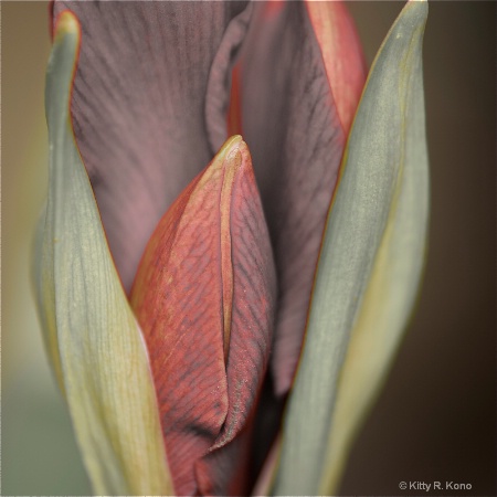 Amaryllis Blossom