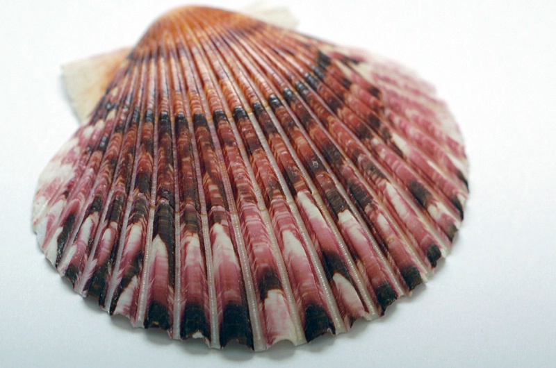 ~Scallop Shell~